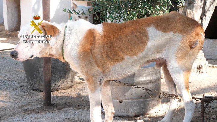 Descubren más de 50 perros desnutridos, amputados y en pésimas condiciones en Manzanilla