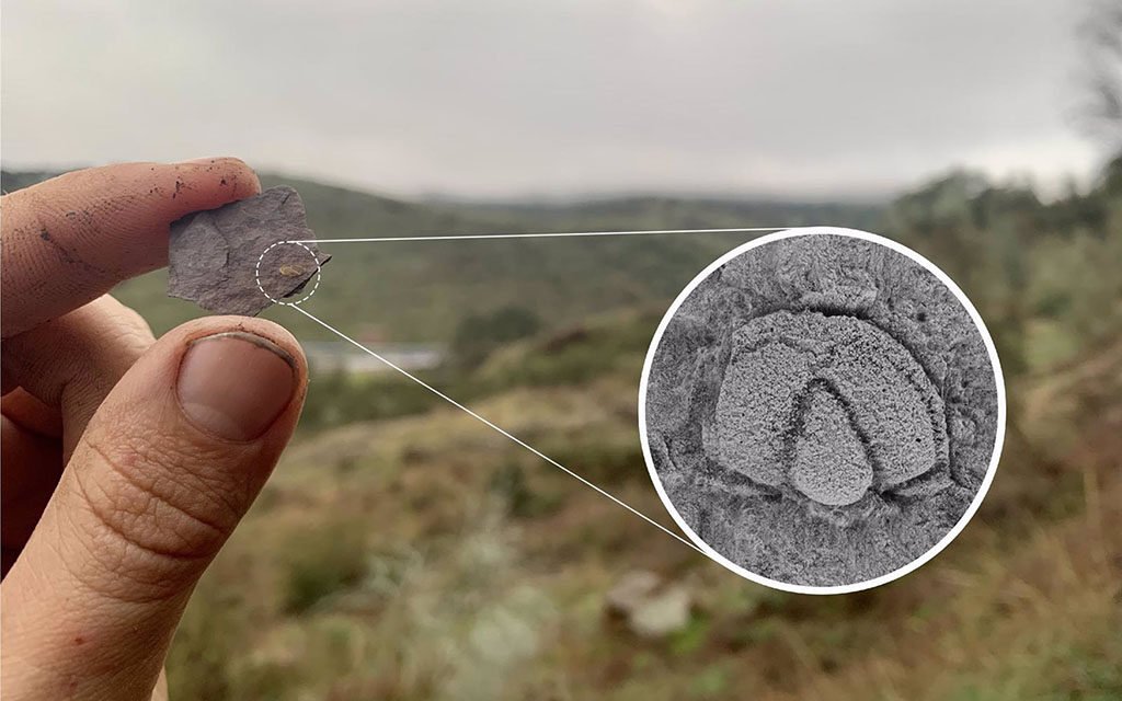 Hallan una nueva especie de fósil de trilobites en Cumbres de San Bartolomé