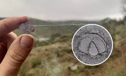 Hallan una nueva especie de fósil de trilobites en Cumbres de San Bartolomé