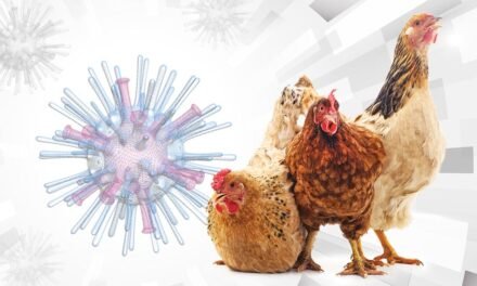 Confirmado un nuevo foco de gripe aviar en una granja de pollos de engorde de Aracena