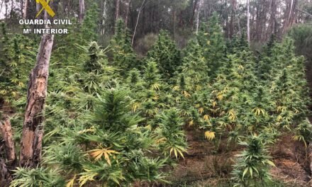 La Guardia Civil desmantela una plantación de marihuana en Villablanca