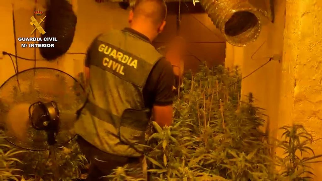 Detienen a una persona tras hallar 220 plantas de marihuana en una finca entre Almonte y Bollullos