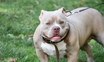 Condenan al dueño de un perro peligroso a 15 meses de prisión por un ataque de su mascota