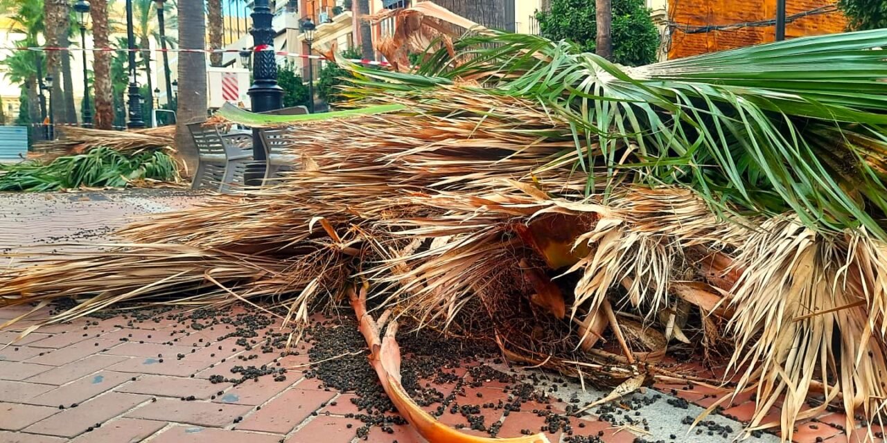 Talan tres palmeras de la Plaza 2 de mayo por el peligro de inestabilidad