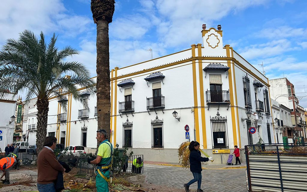 El Ayuntamiento de Trigueros actúa contra el picudo rojo en las palmeras de la Plaza del Carmen