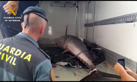 Investigan a 14 personas por pesca ilegal de atún rojo