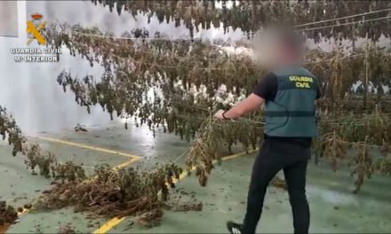 Desmantelan un cultivo de 8.000 plantas de marihuana en Aljaraque