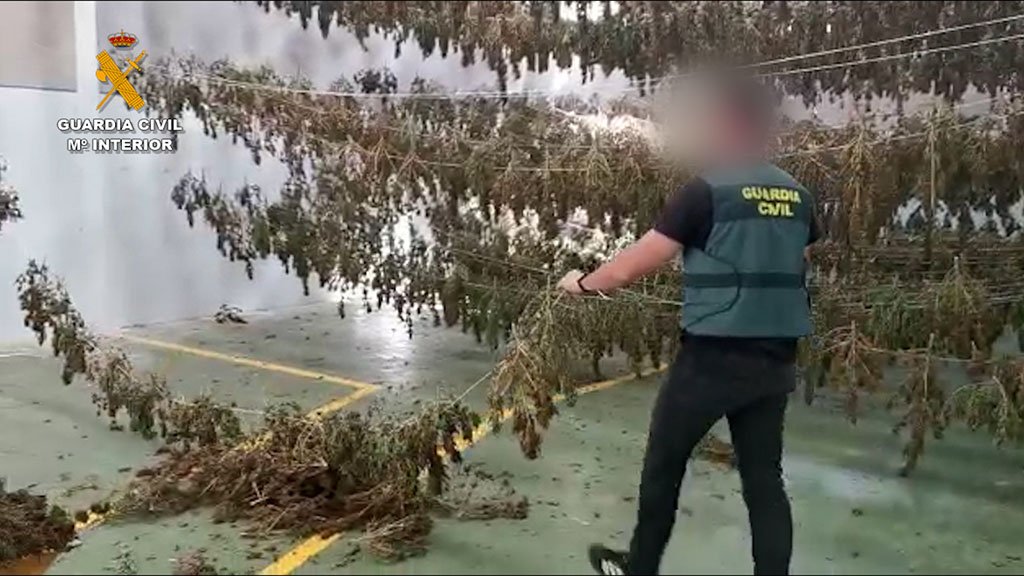 Desmantelan un cultivo de 8.000 plantas de marihuana en Aljaraque