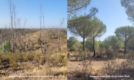 Trigueros recuperará un bosque incendiado en 2019 con una inversión de 170.000 euros