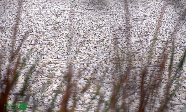 La Junta achaca la muerte de cientos de peces en Palos a las toxinas de dos algas