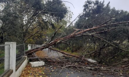 El viento derriba un árbol en Zalamea y corta el acceso al polígono Tejarejo