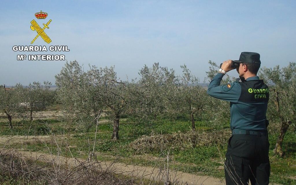 <strong>Investigan a cinco personas por robar 26.500 kilos de aceituna</strong>