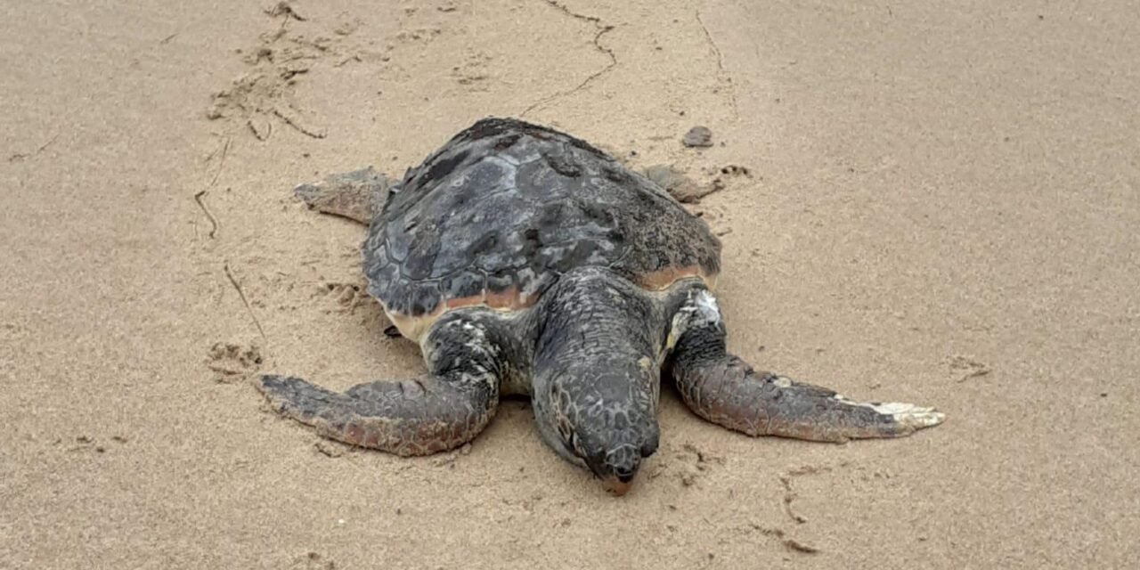 Hallan muertas dos tortugas en Doñana