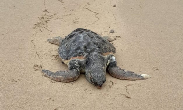 Hallan muertas dos tortugas en Doñana