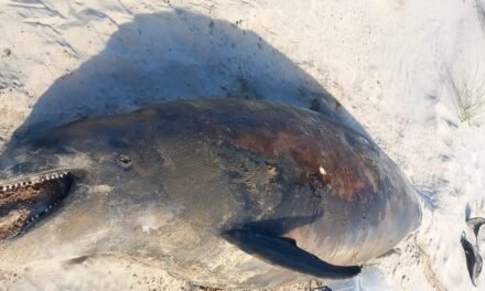 <strong>Aparece un cadáver de un delfín nariz de botella en una playa de Doñana</strong>