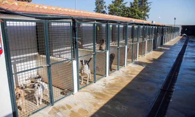 <strong>El ayuntamiento y dos asociaciones unen fuerzas en defensa de animales sin hogar</strong>