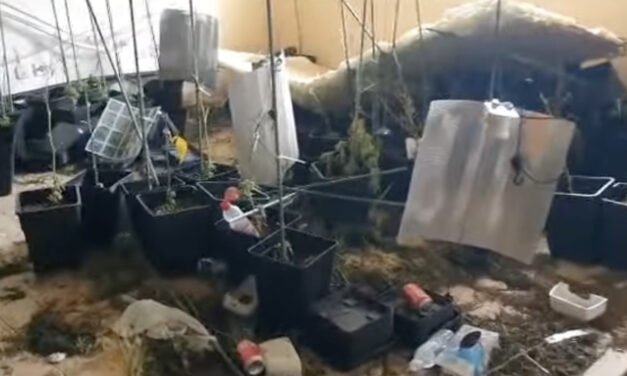 <strong>Cuatro detenidos por cultivar 77 kilos de marihuana en la capital</strong>