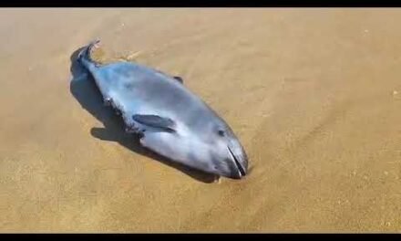 <strong>Aparece una cría del delfín muerta junto al parador de Mazagón</strong>