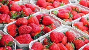 Fresas defensa