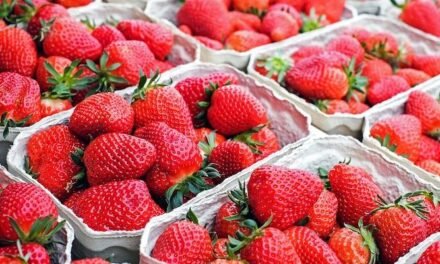 <strong>WWF inicia una campaña informativa para alertar a supermercados europeos sobre el riesgo de comercializar “fresas ilegales de Doñana”</strong>