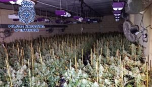 Marihuana
