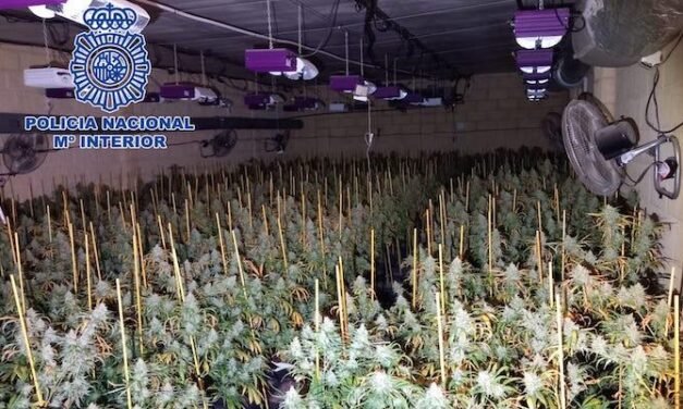 Tres años de prisión por cultivar más de 300 plantas de marihuana en Valverde