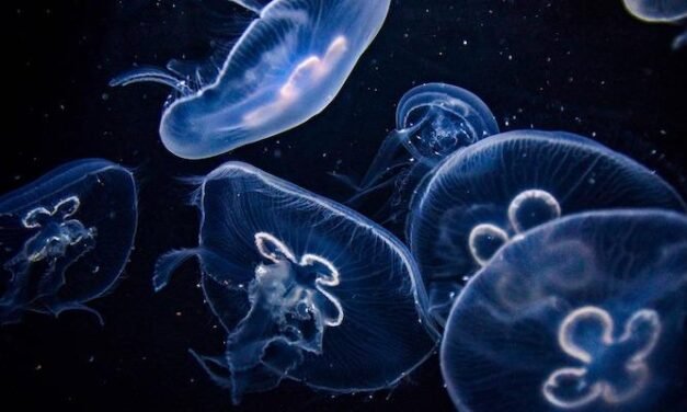 <strong>Una invasión de medusas en Mazagón provoca 27 atenciones sanitarias</strong>