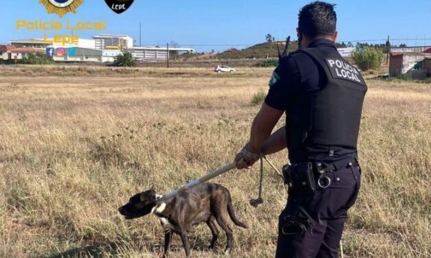 <Strong>Capturan a un perro peligroso en Lepe tras morder a dos personas</strong>