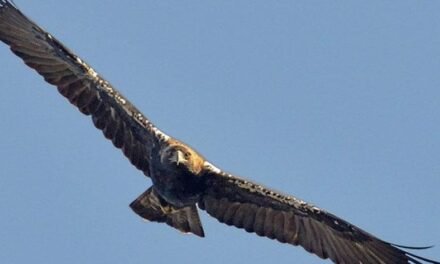<strong>SEO/BirdLife ve en peligro de extinción al águila imperial ibérica por la situación de Doñana</strong>