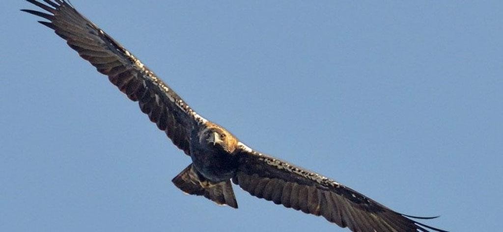 <strong>SEO/BirdLife ve en peligro de extinción al águila imperial ibérica por la situación de Doñana</strong>