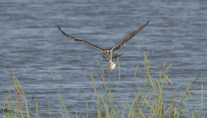 <strong>Fundación Cepsa destaca el crecimiento de la biodiversidad en la Laguna Primera de Palos</strong>