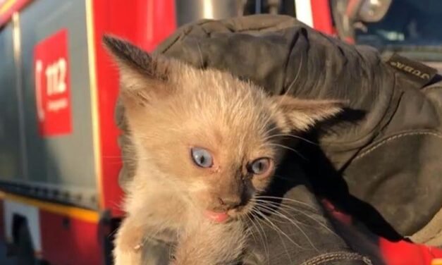 <strong>Bomberos rescatan a un gato de un motor en Hinojos</strong>