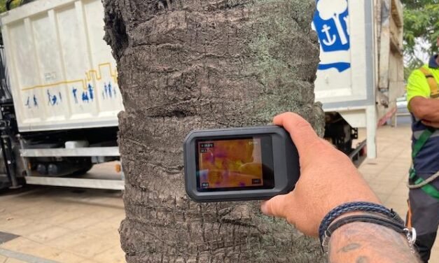 <strong>Revisan las palmeras de Huelva para garantizar la seguridad</strong>