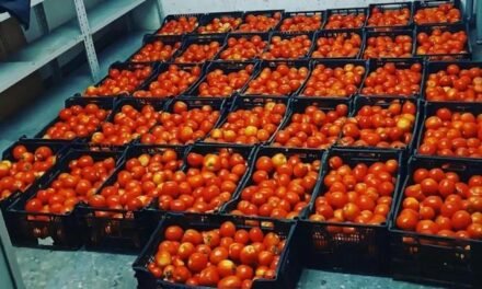 <strong>Destruyen 400 kilos de tomates incautados por la policía en Las Colonias</strong>
