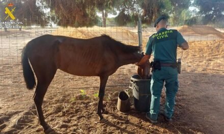 <strong>Investigan a una mujer en Punta Umbría por no cuidar a varios caballos</strong>