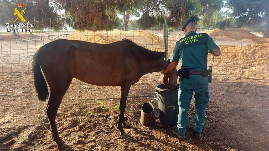 <strong>Investigan a una mujer en Punta Umbría por no cuidar a varios caballos</strong>