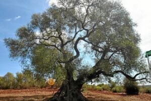 Acebuche Milenario