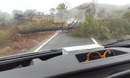 Cae un pino entre la carretera de Riotinto y Campofrío pero se reactiva la circulación