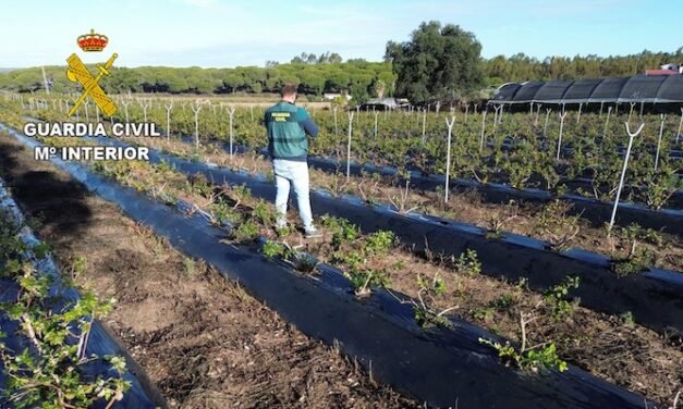 Tres investigados por vender moras robadas en la Plaza de Abastos de Huelva