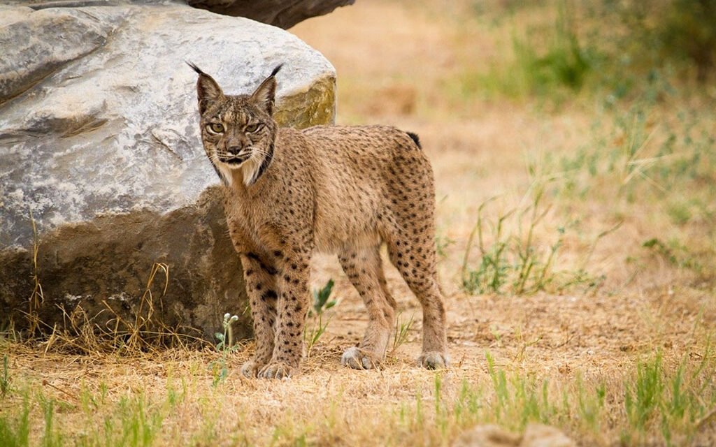 Fallece el undécimo lince ibérico que muere atropellado en el entorno de Doñana en 2023