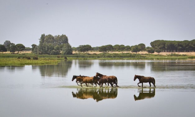 La Diputación inicia una campaña para fomentar el turismo en Huelva por Navidad