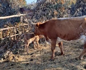 Vaca en el belén viviente de Almonte