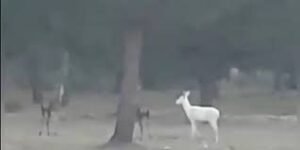 ciervo albino