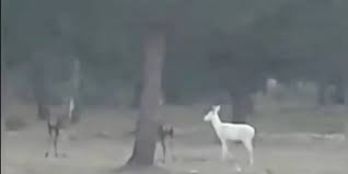 Un impresionante ciervo albino se deja ver en Doñana