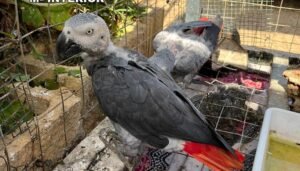 Loros de cola roja