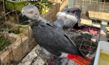 La Guardia Civil recupera dos loros de cola roja en Mazagón