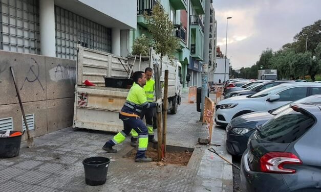 La Avenida Guatemala recupera los árboles dañados por ‘Bernard’