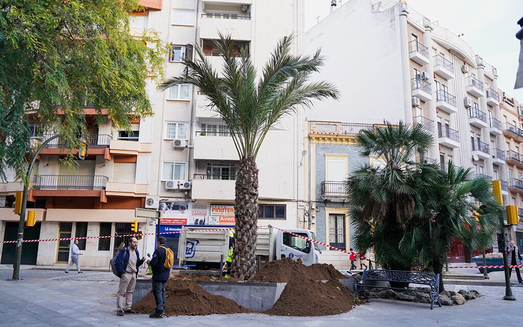 La nueva palmera ya luce en la Plaza Quintero Báez