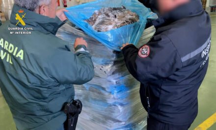 Intervenidas diez toneladas de chocos congelados en una nave de Huelva