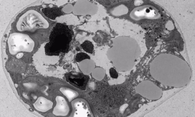 Identificada una nueva microalga en el nacimiento del río Tinto en Nerva